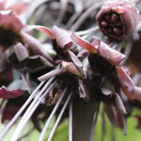 Tacca chantrieri André